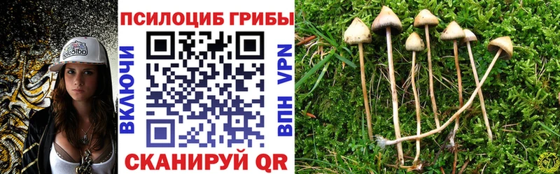 Псилоцибиновые грибы Cubensis  Чёрмоз 